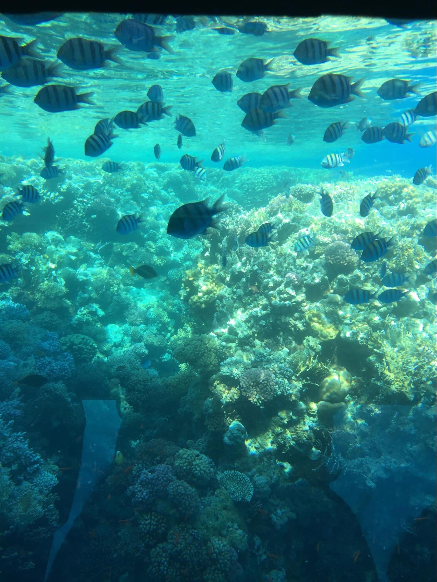 Red Sea Diving